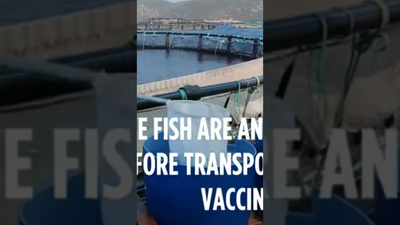 vaccination process of seabass