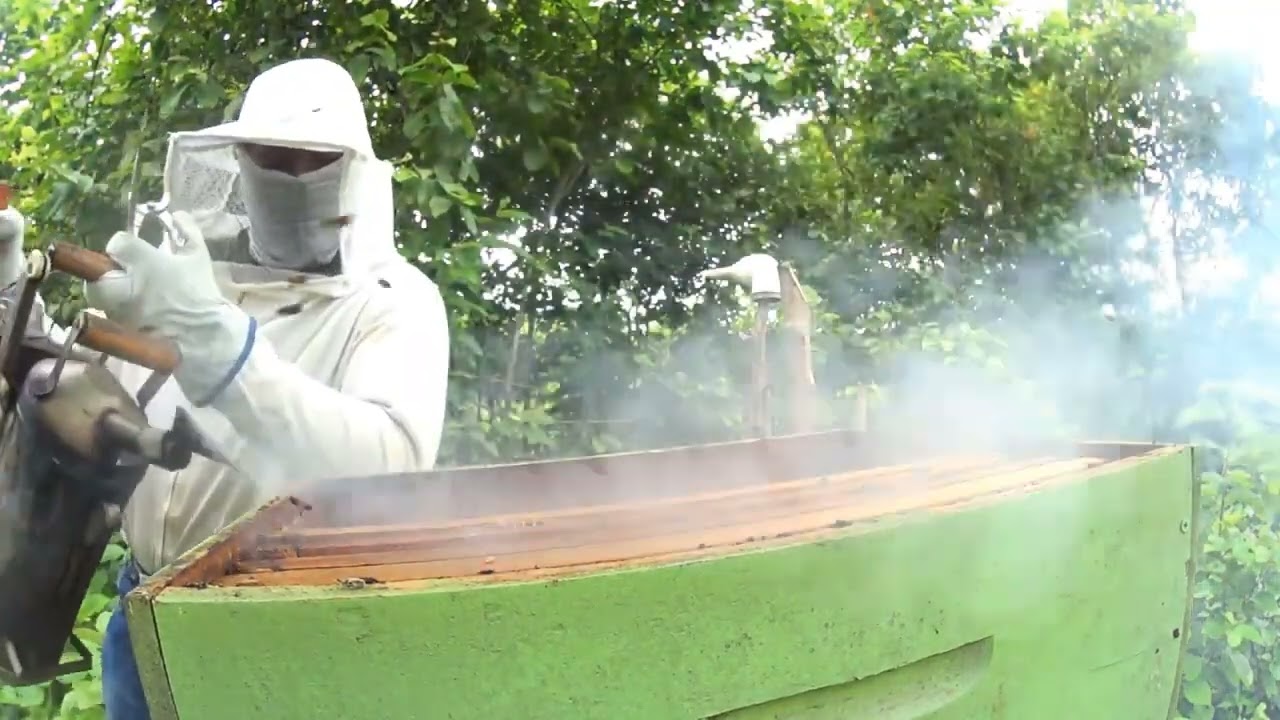SÓ ASSIM APICULTOR PODE ZERAR AS CAIXAS FAZIAS