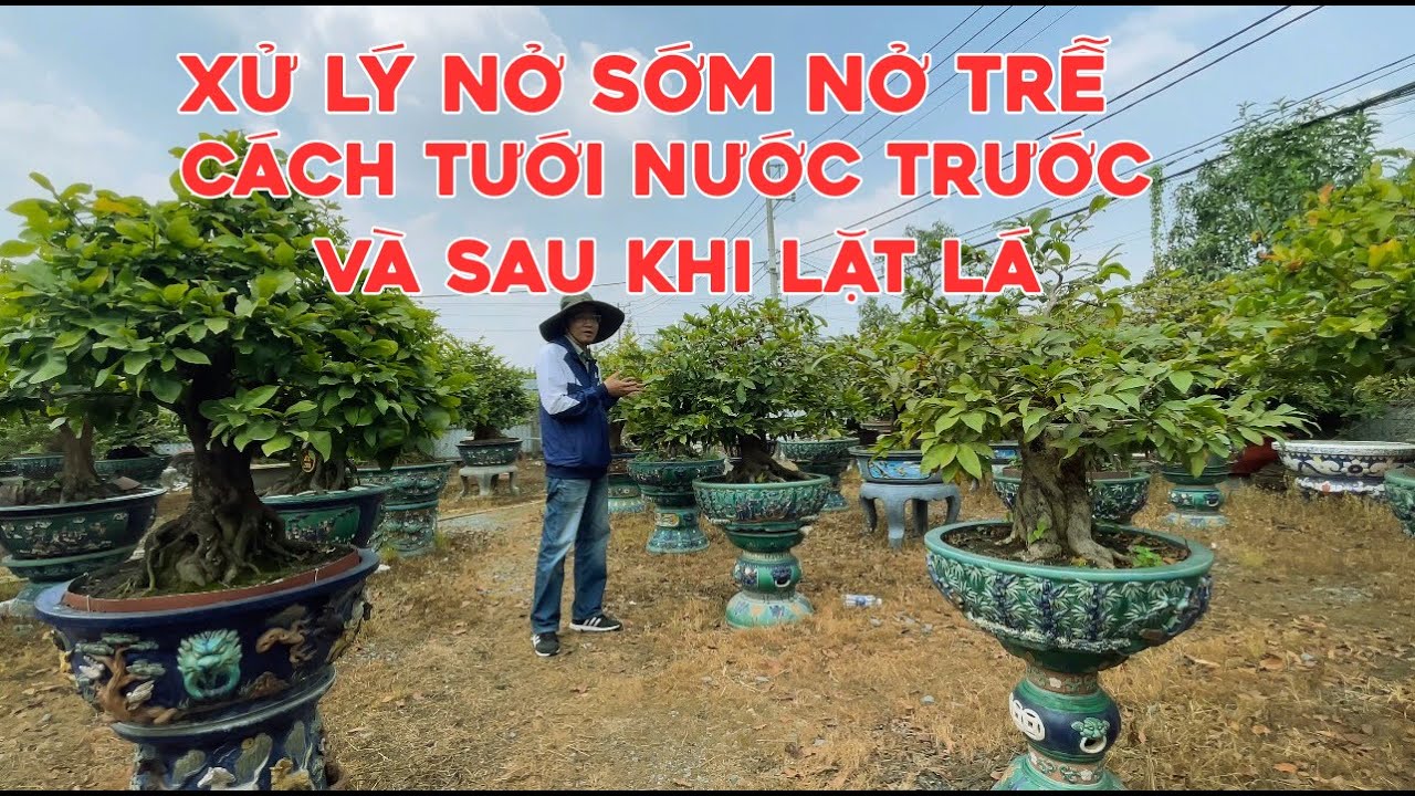 Xử lý nở sớm nở trễ, cách tưới nước trước và sau lặt lá, cách dùng rong lá, phân bón trước lải lá
