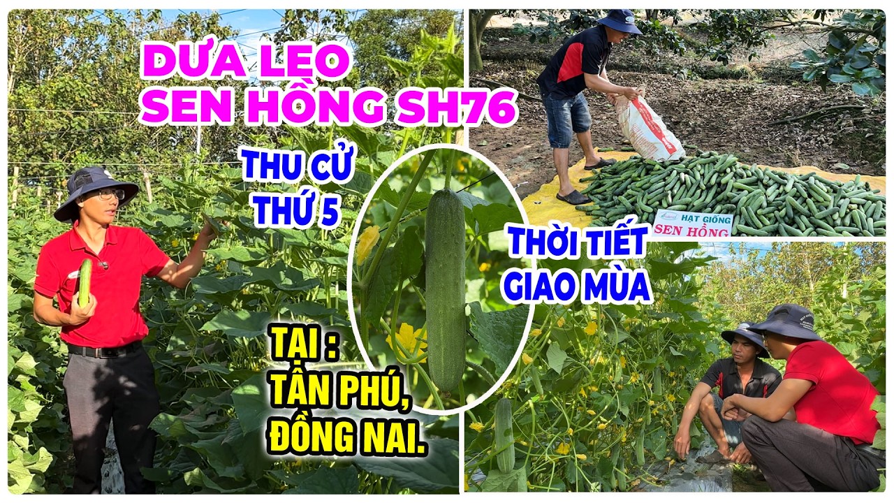 DƯA LEO SEN HỒNG SH76 TRỒNG TRONG THỜI TIẾT GIAO MÙA TẠI TÂN PHÚ ĐỒNG NAI