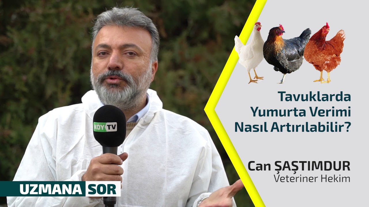Tavuklarda Yumurta Verimi Nasıl Artırılabilir?