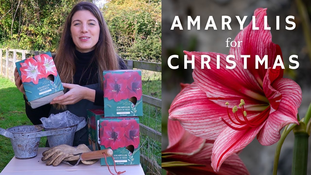 12 AMARYLLIS GROWING TIPS (Make a Christmas Display With Me) ❤️🎄