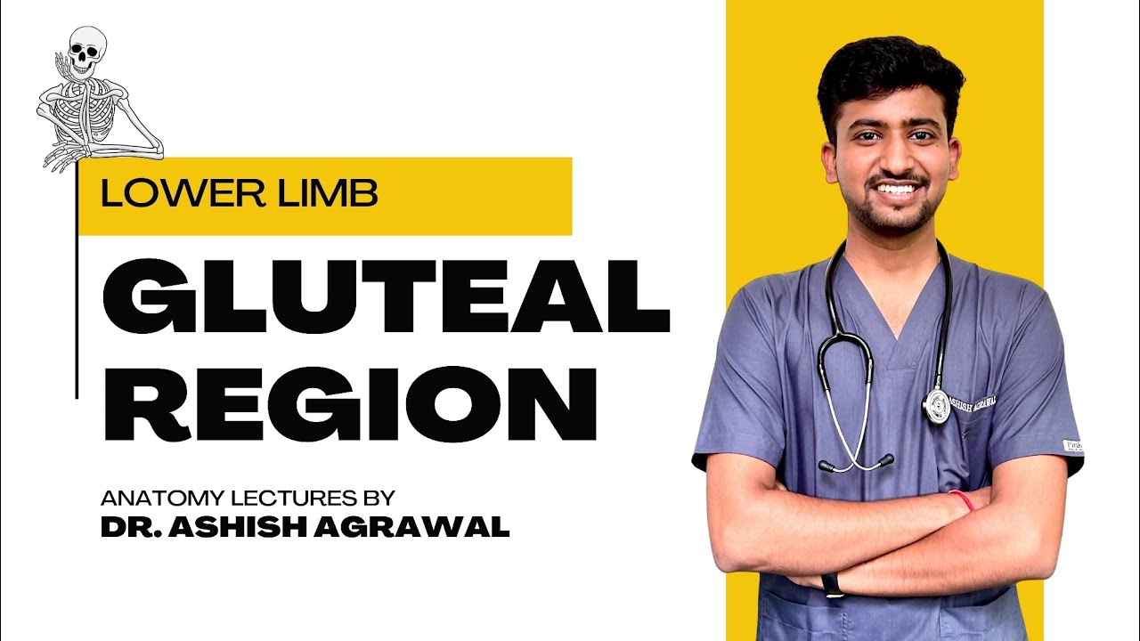 Gluteal Region || Lower Limb Anatomy || First Year MBBS || Anatomy lectures by Ashish