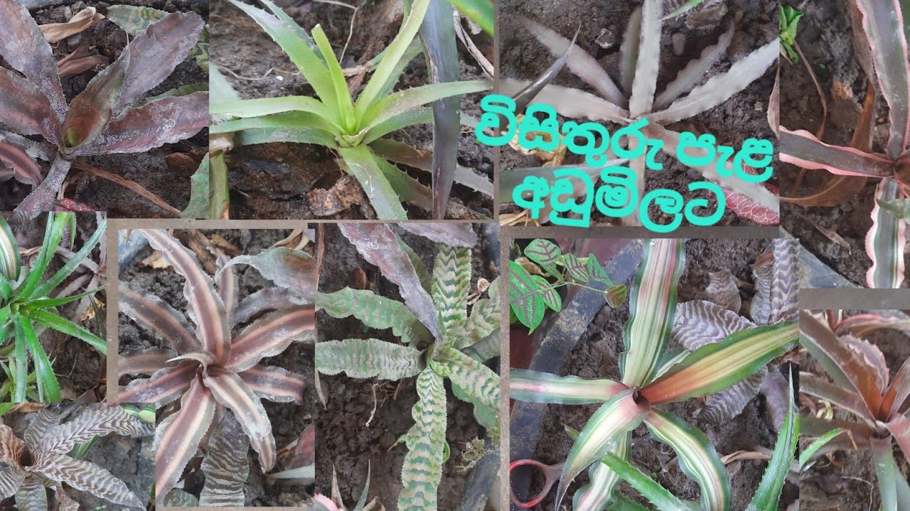 🌻 🌹 Plant sale | අඩු මිලට | EarthStar plants 🌱 🌿 🌾 🌵 🏵 🌼 🌸 