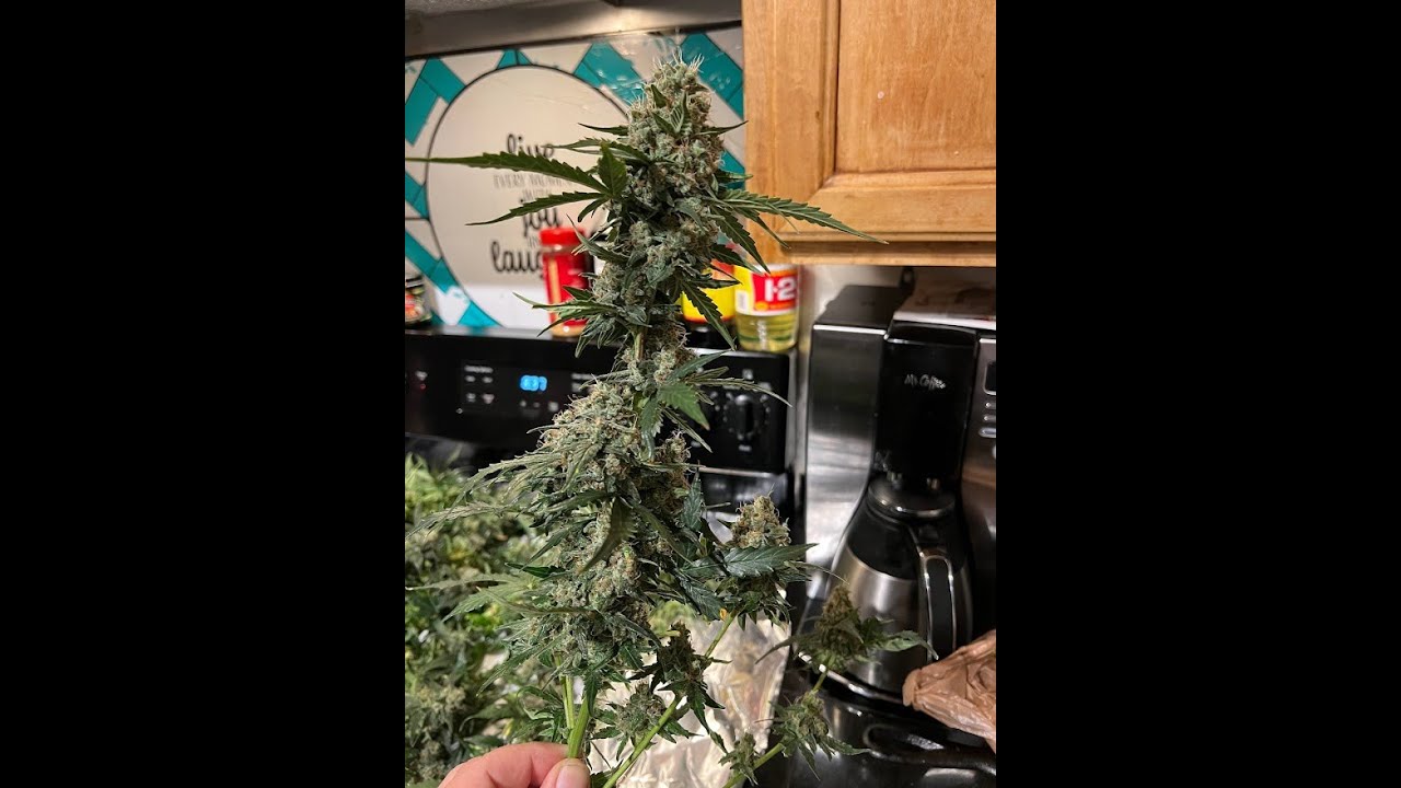 CHECK OUT MY CANNABIS TOWER GARDEN 100% ORGANIC!! WEEK 1 CBD MEDIKIT GROW