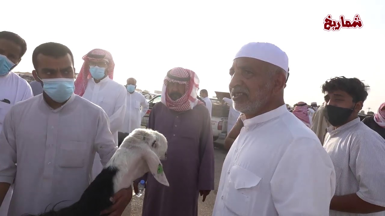 حراج الغنم في سوق الماشية بعنيزة   يوم الجمعة 3 /  12 /  01441هـ
