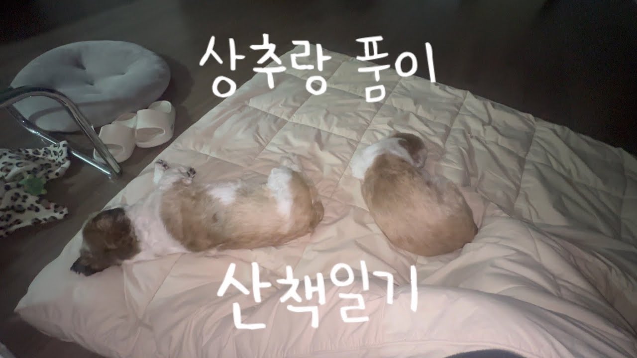 목욕데이🛀 뽀송해지고 맛있는거 먹는 상추랑 품이