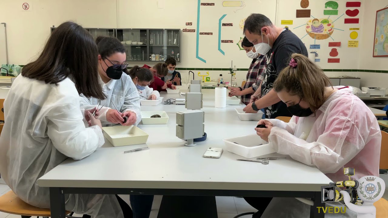 AA02: Bachillerato. Aula de Anatom&iacute;a Aplicada. Disecci&oacute;n de un mejill&oacute;n.
