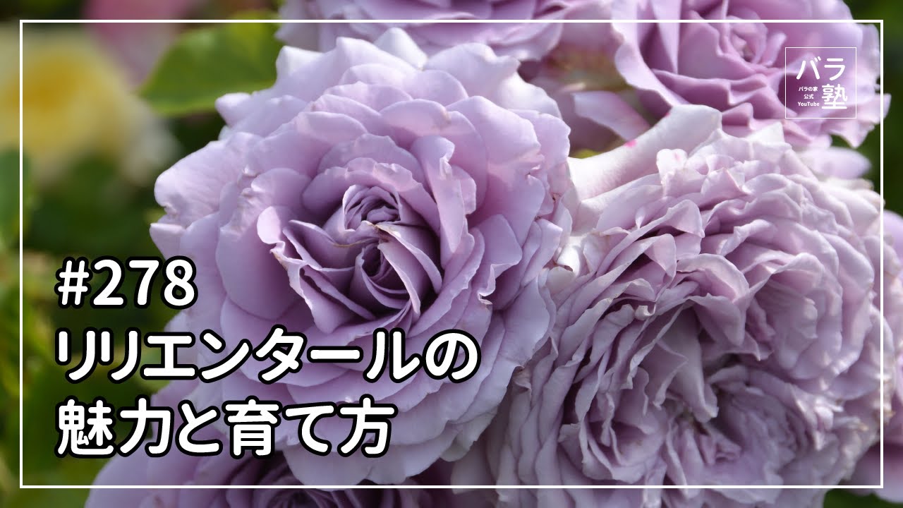 #278 リリエンタールの魅力と育て方