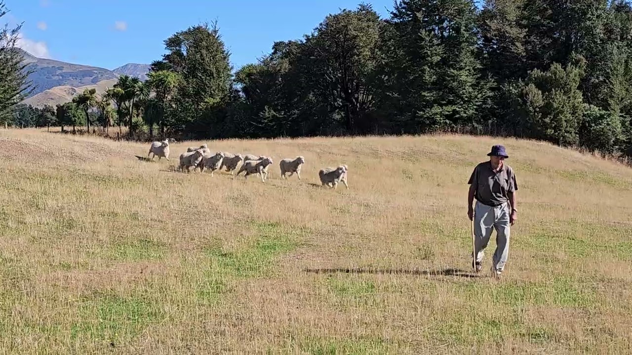 Sheep Dog
