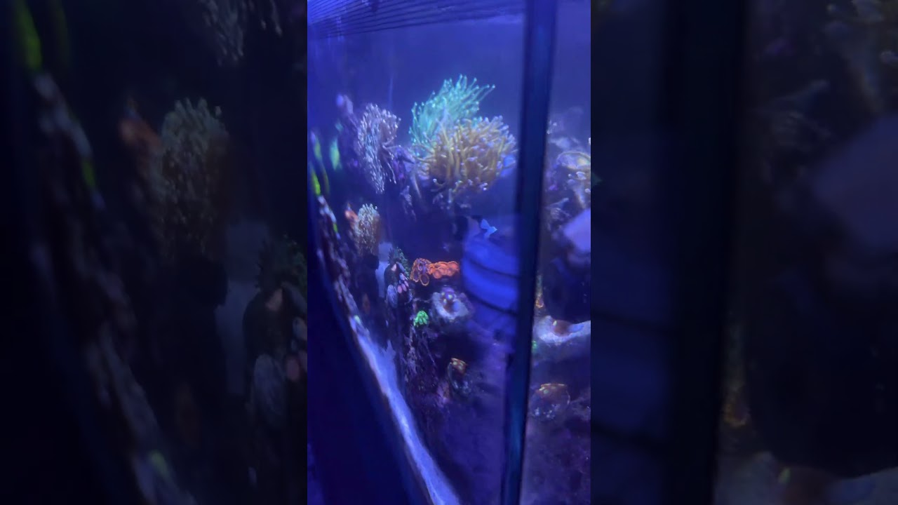 Fluval 13.5 Nano Reef Tank - Mixed Reef 