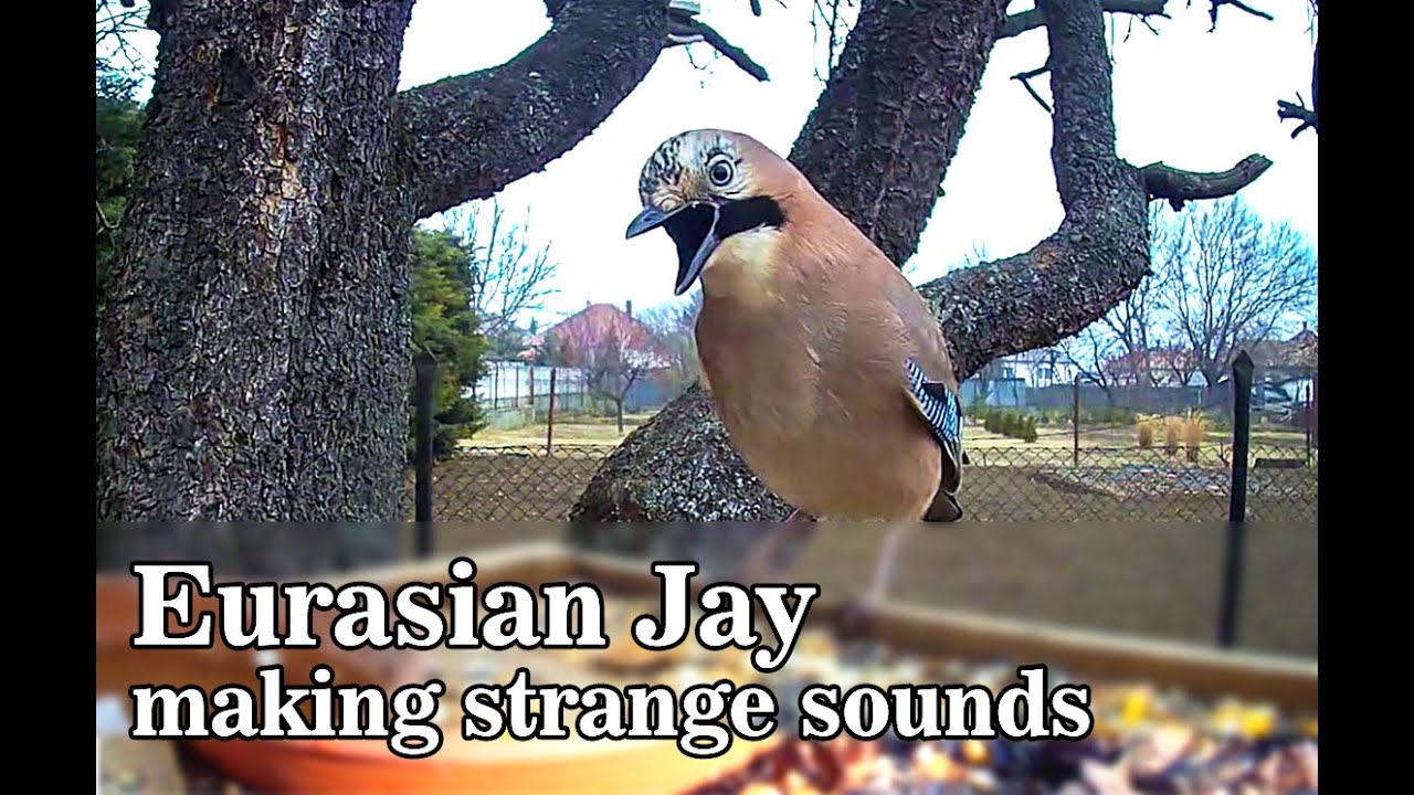 Eurasian Jay making strange sounds