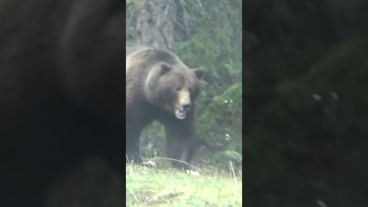 Not camping here, massive male grizzly cuts through campground!