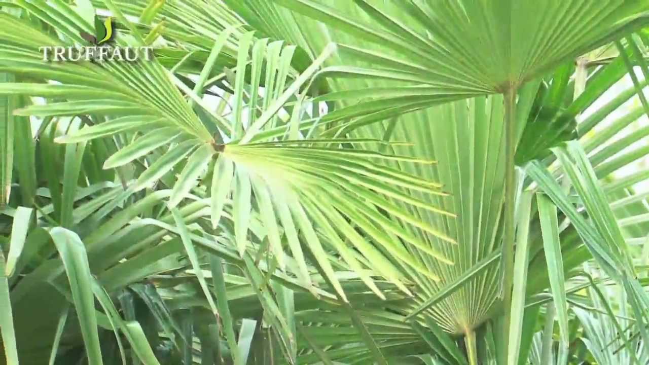 Le palmier trachycarpus fortunei - Truffaut