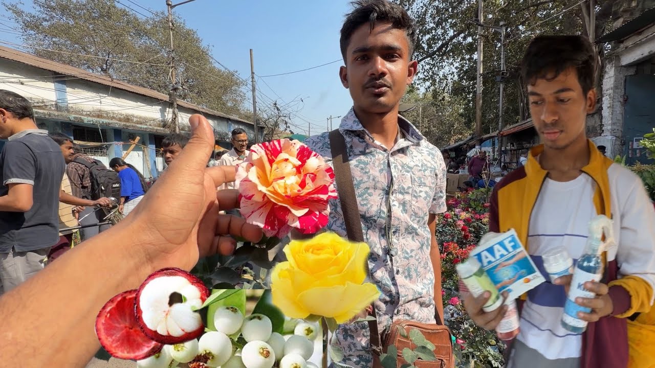 New Rose Variety + Exotic Fruit Plants 🌹Maurice Utrillo Ranunculus Mangosteen| Best Flowers Forever