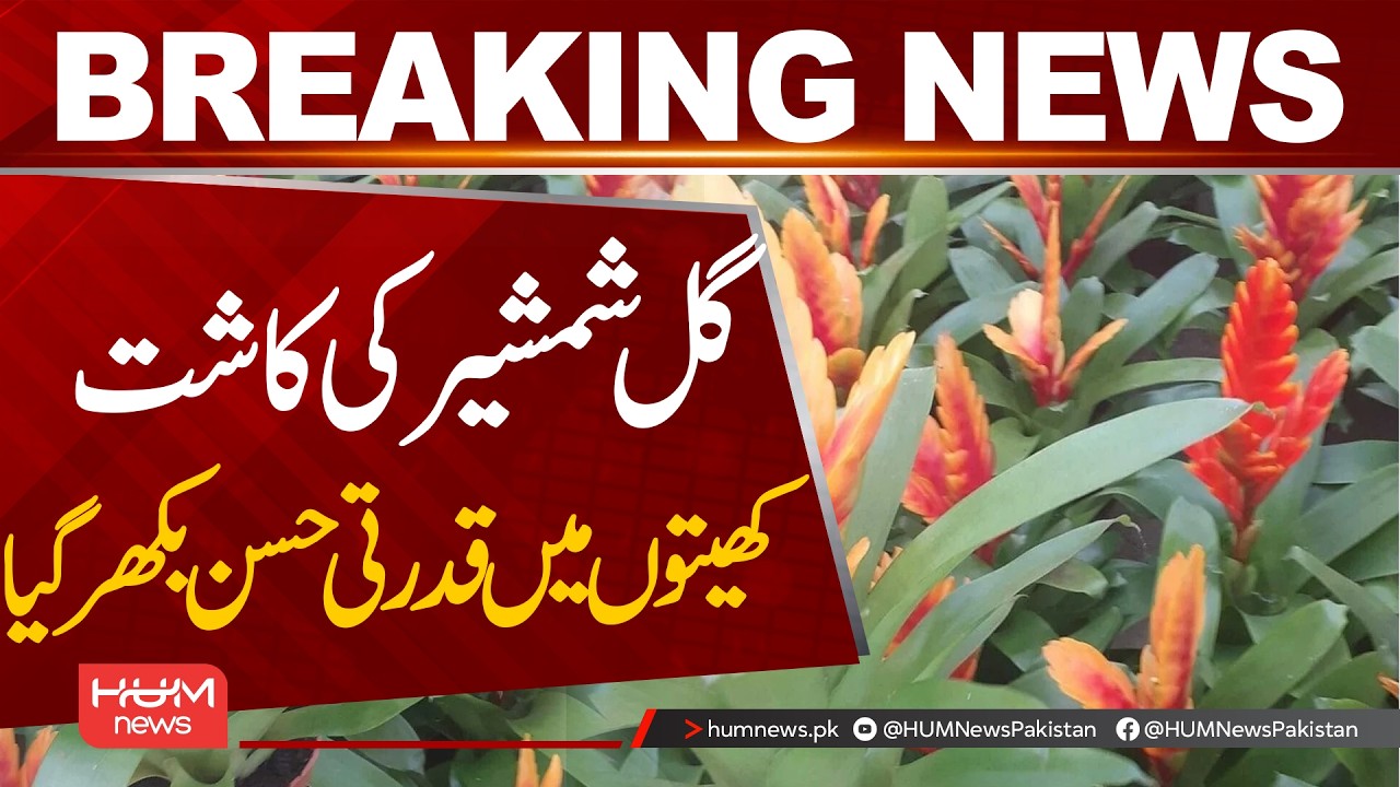 Gul Shamshir Cultivation | Natural Beauty Spreads Across the Fields| Hum News | Pakistan