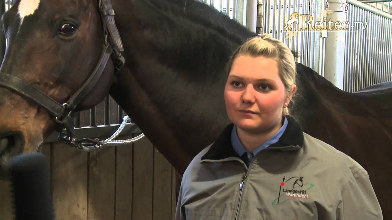 Berufsportrait PferdewirtIn "Reiten"