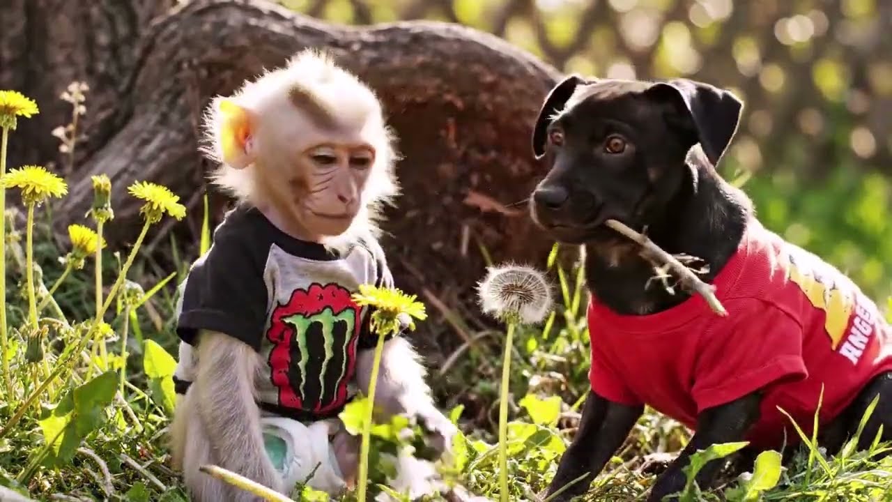 Cute Moments Of Baby Monkey And Puppies