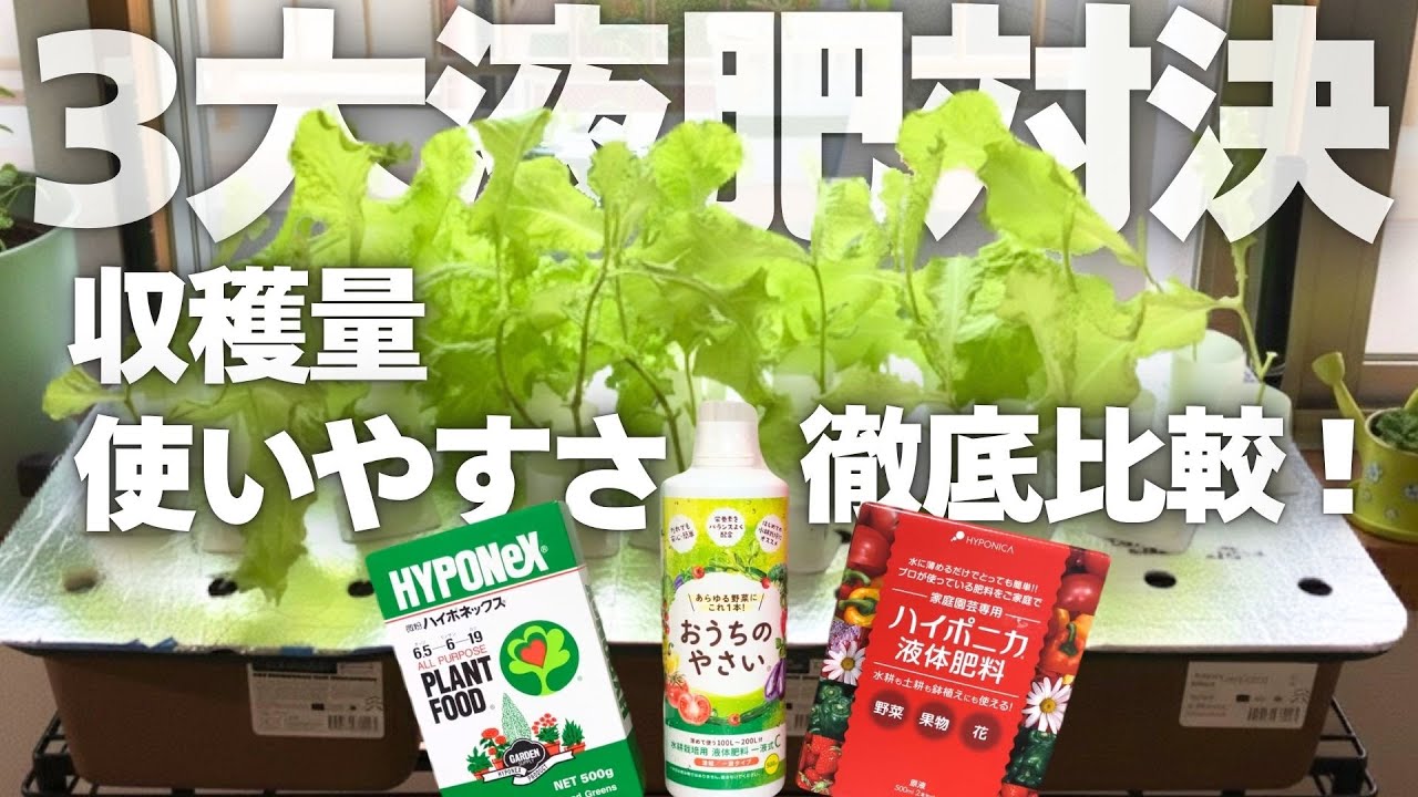 【収穫量&使いやすさ3大液肥ガチ比較】初心者🔰が圧倒的に育てやすい最強液肥はどれ？#水耕栽培 #エコゲリラ#おうちのやさい#おうちのやさい液肥#サニーレタス  #家庭菜園 #水耕栽培 