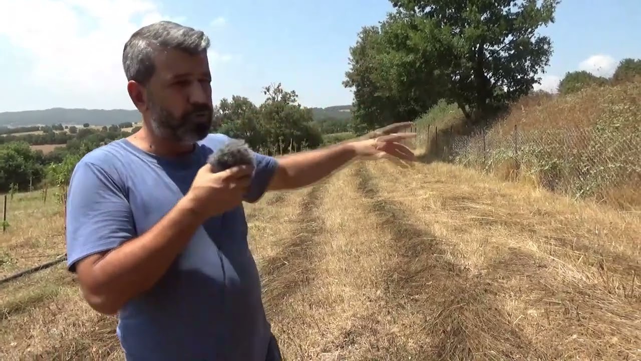 Satılık 7,900 m2-190 adet yeni dikilmiş ceviz bahçesi-Gönen kocapınar