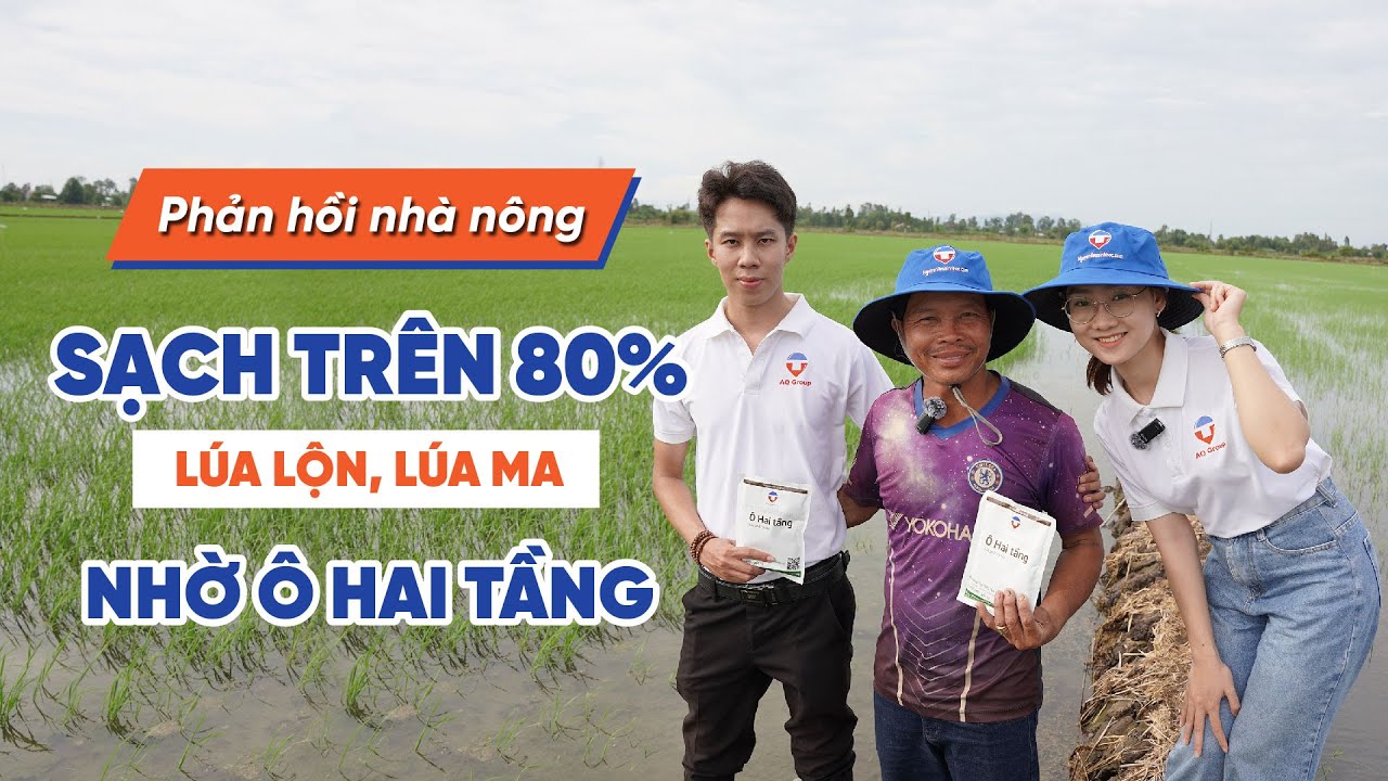 Sạch trên 90% lúa lộn, lúa ma, lúa cơi nhờ chế phẩm sinh học ô hai tầng