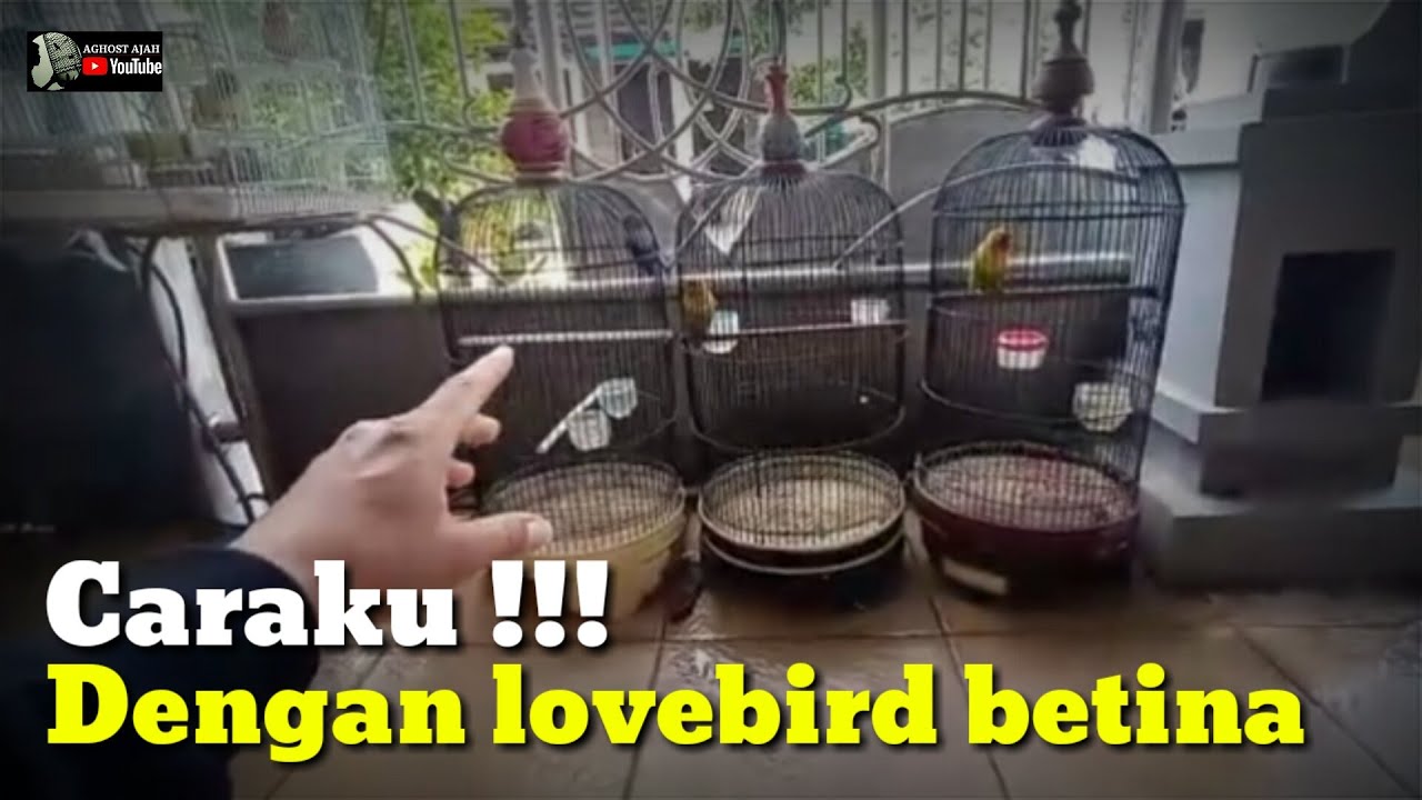 CARAKU PROSES LOVEBIRD BETINA DARI BAHAN AGAR JEDA RAPAT NAGEN MINOR