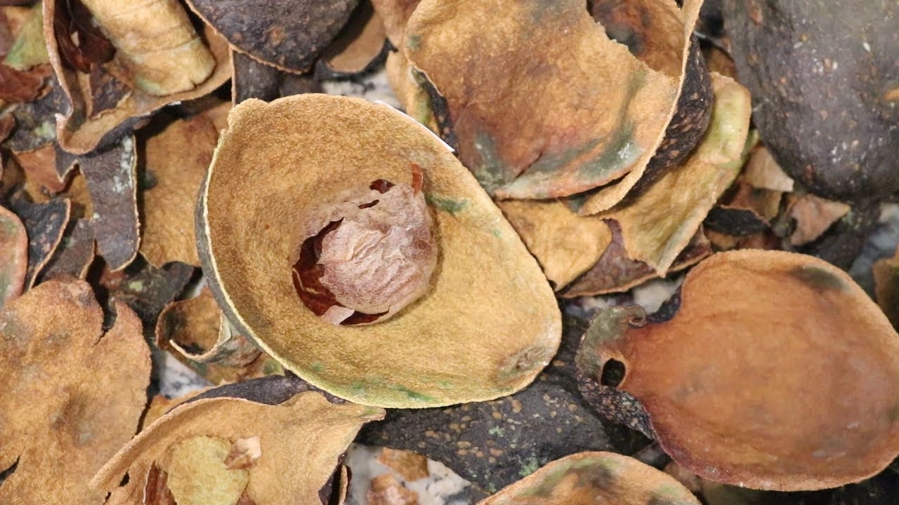 Dyepot Weekly #137 - Dyeing Yarn with Avocados; With and Without Alum Mordant
