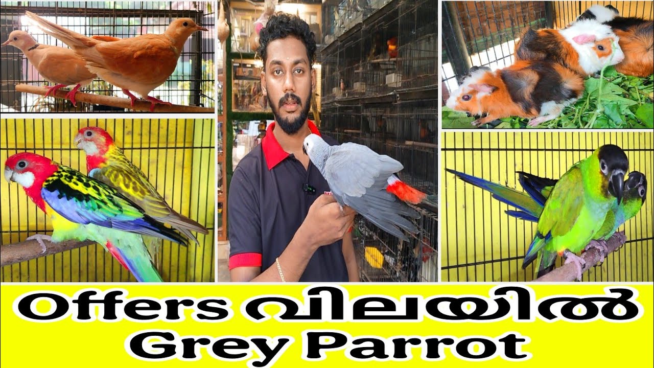 നിങ്ങൾക്കും സ്വന്തമാക്കാം ഓഫർ വിലയിൽ ഗ്രെ പാരറ്റിനെ / Exotic Birds For Sale / #greyparrot #conure