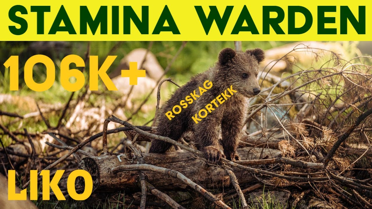 🐻 Stamina Warden 🐻 PVE Builds | 4 Setups! | 106k+ | ESO - Blackwood | Elder Scrolls Online