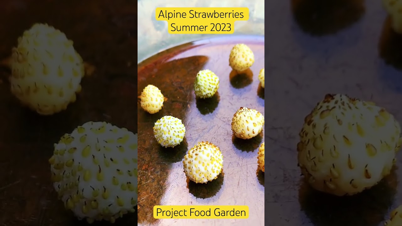 Strawberries Alpine SE4-Project Food Garden