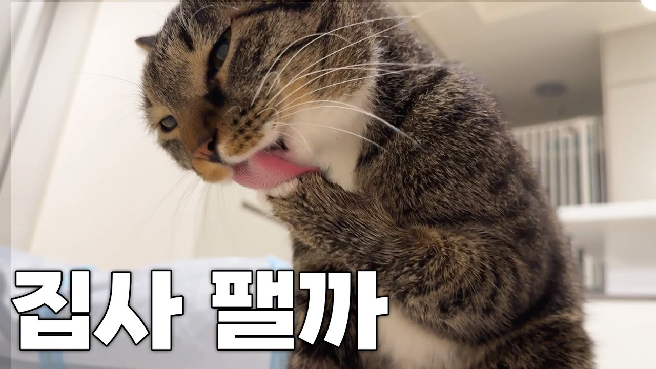 시루한테 진짜 맞을 뻔 했습니다...