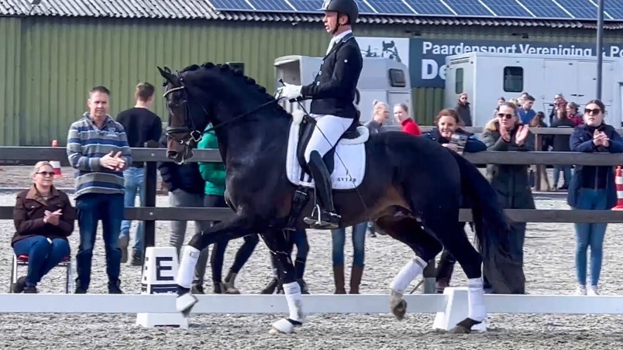 Noble Prince Norel- Painted Black x Uphill - Pretendenthoeve Stallion Show 2023