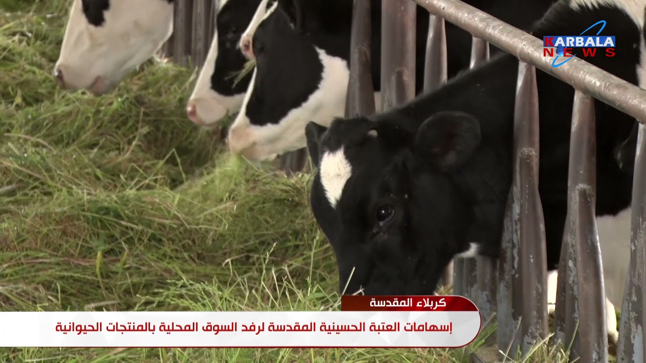 كربلاء المقدسة – إسهامات العتبة الحسينية المقدسة لرفد السوق المحلية بالمنتجات الحيوانية