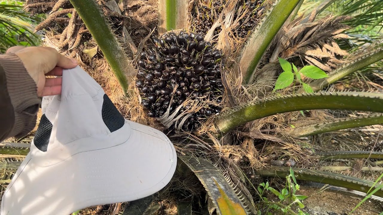 Lonsum BL 1 umur 33bulan bibit unggul kelapa sawit