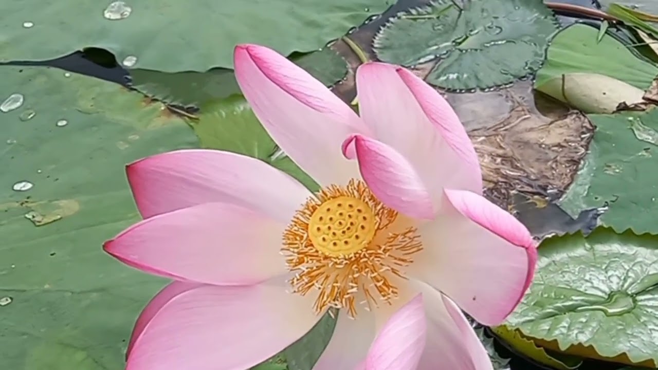 কাতুরিয়া পদ্ম বিল, জয়দেবপুর,  গাজীপুর। 