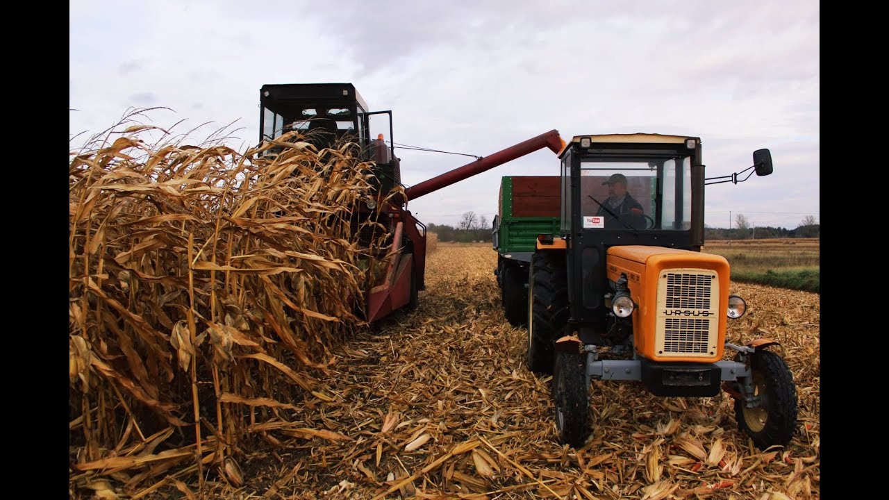 🌽Kukurydza Na Ziarno 2019 ☆ BIZON ZO56 & URSUS 360-3P ☆ RENAULT ㋡