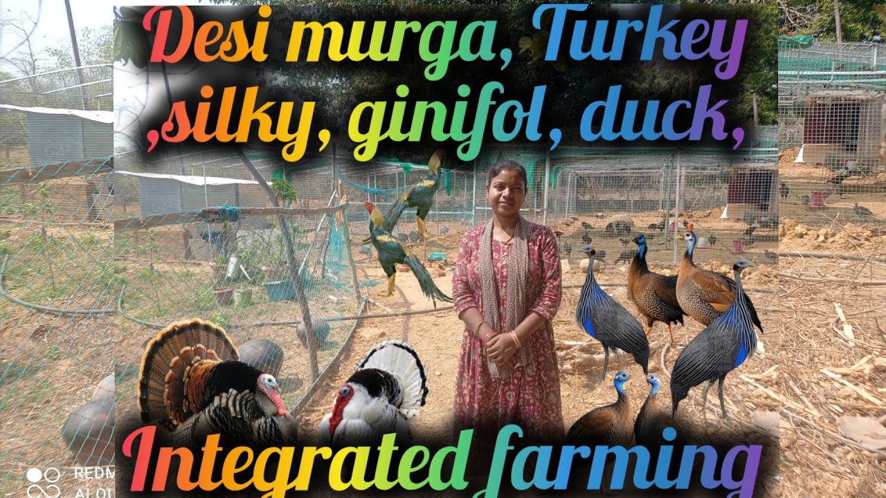 ଦେଶୀ କୁକୁଡ଼ା ସହ ସମନ୍ୱିତ କୃଷି ||Desi poultry farming in odisha with integrated farming model 