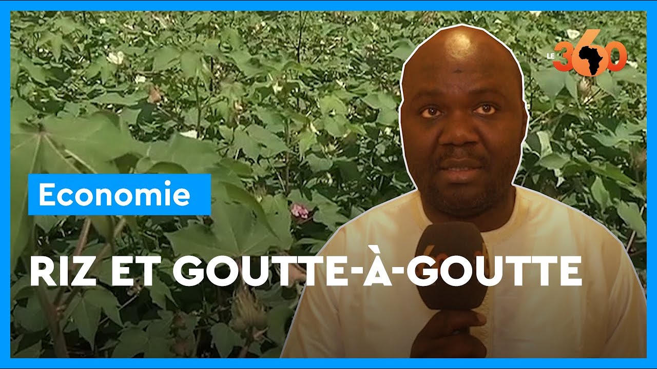 Mali: l'arrosage au goutte à goutte fait son entrée dans la riziculture