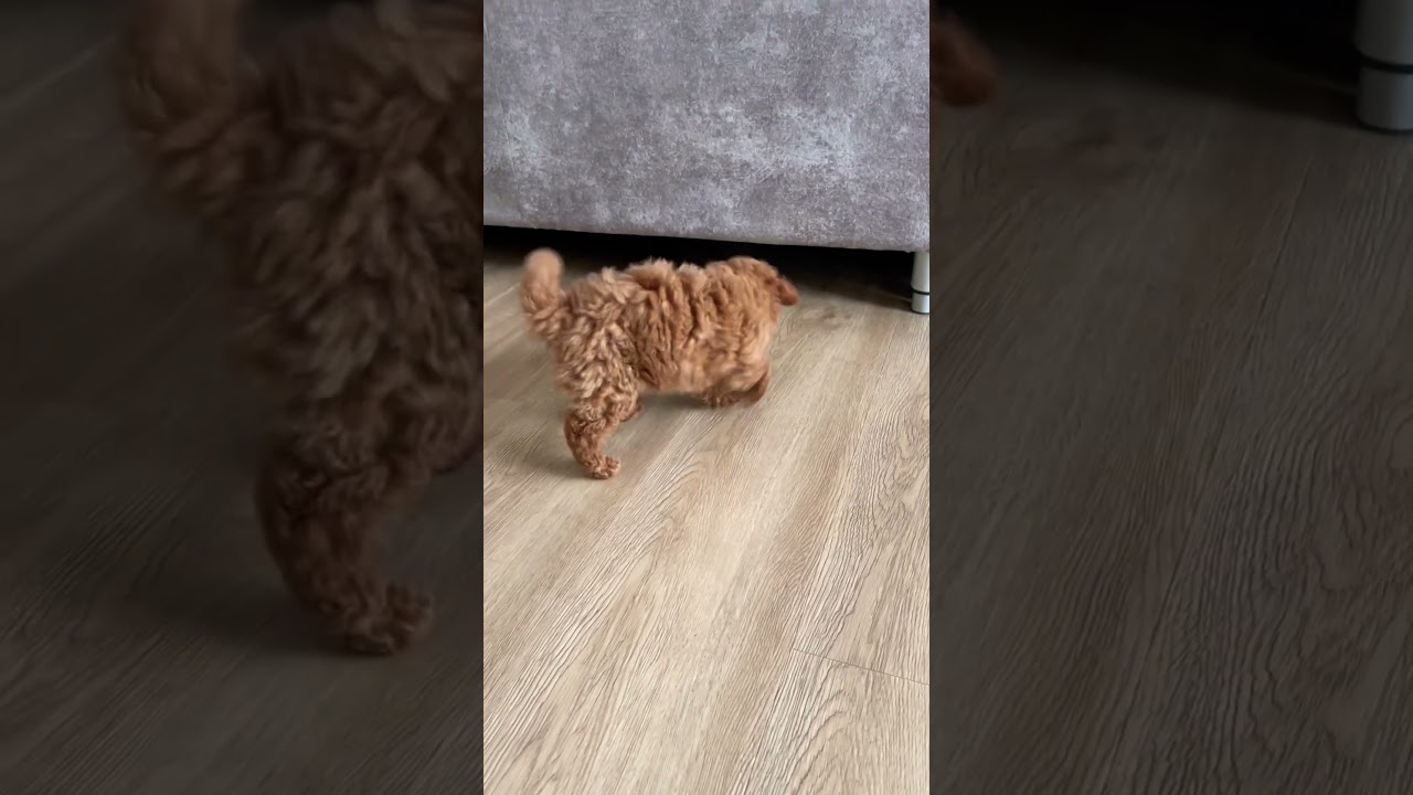 Poodle Toy playing under the sofa!//Caniche toy jugando debajo del sof&aacute;!