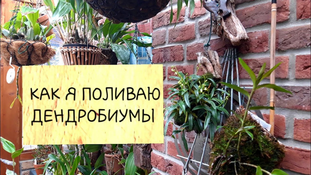 ОРХИДЕИ, полив и зимнее содержание в моих условиях. Дендробиумы.