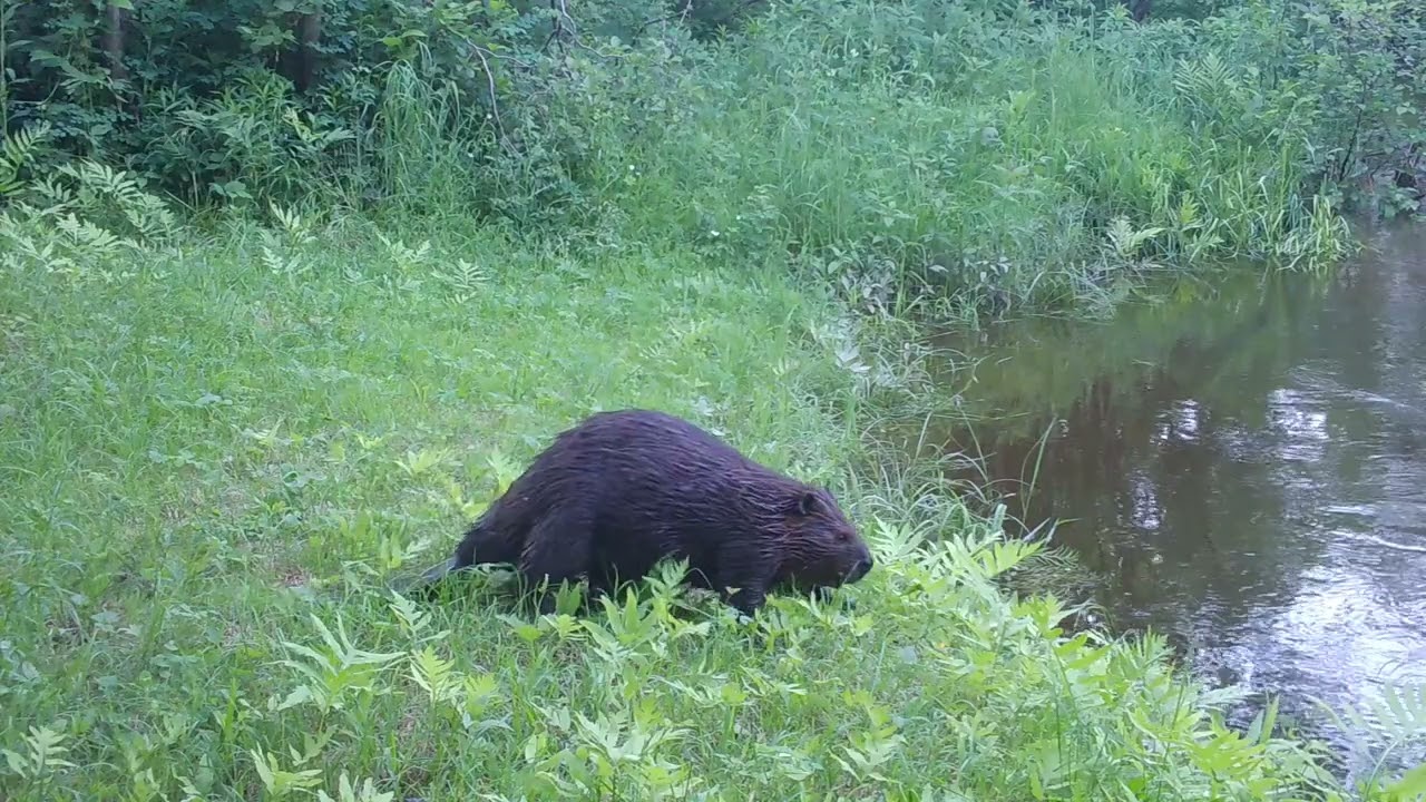 June-July 2025 Trailcam Video