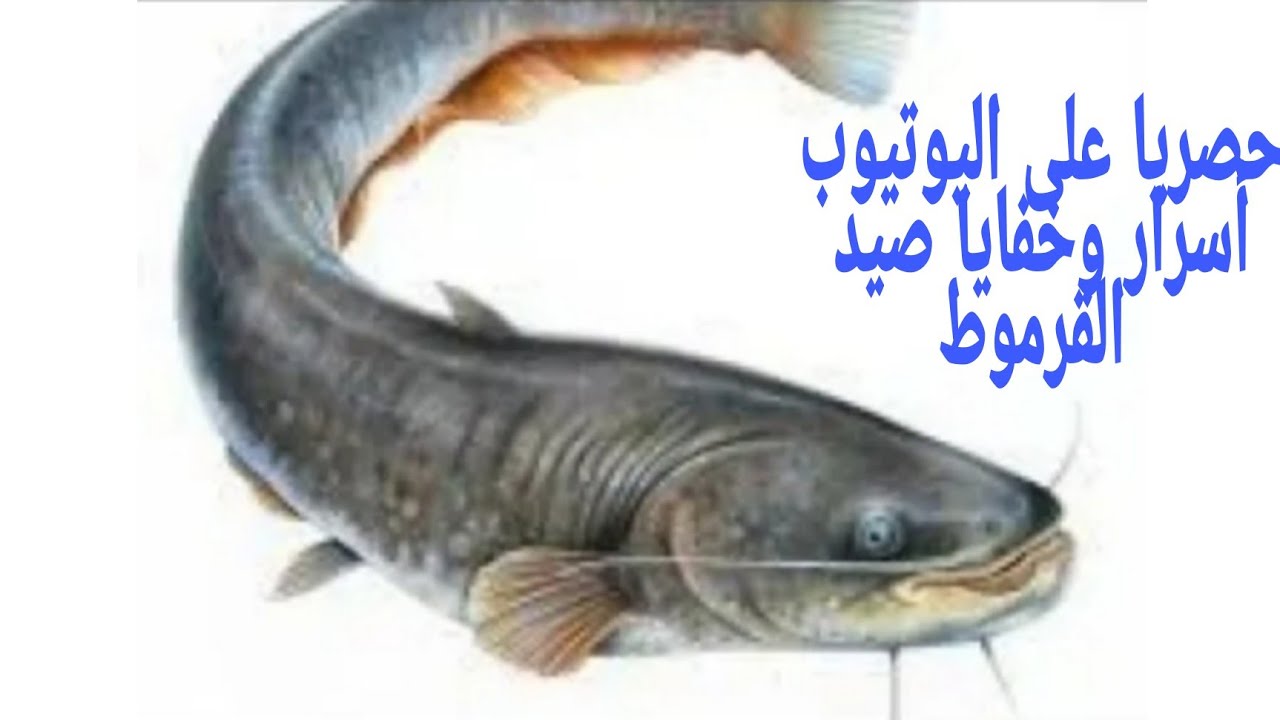 حصريا على اليوتيوب أسرار صيد القرموط#فن _الصيد_مع شريف