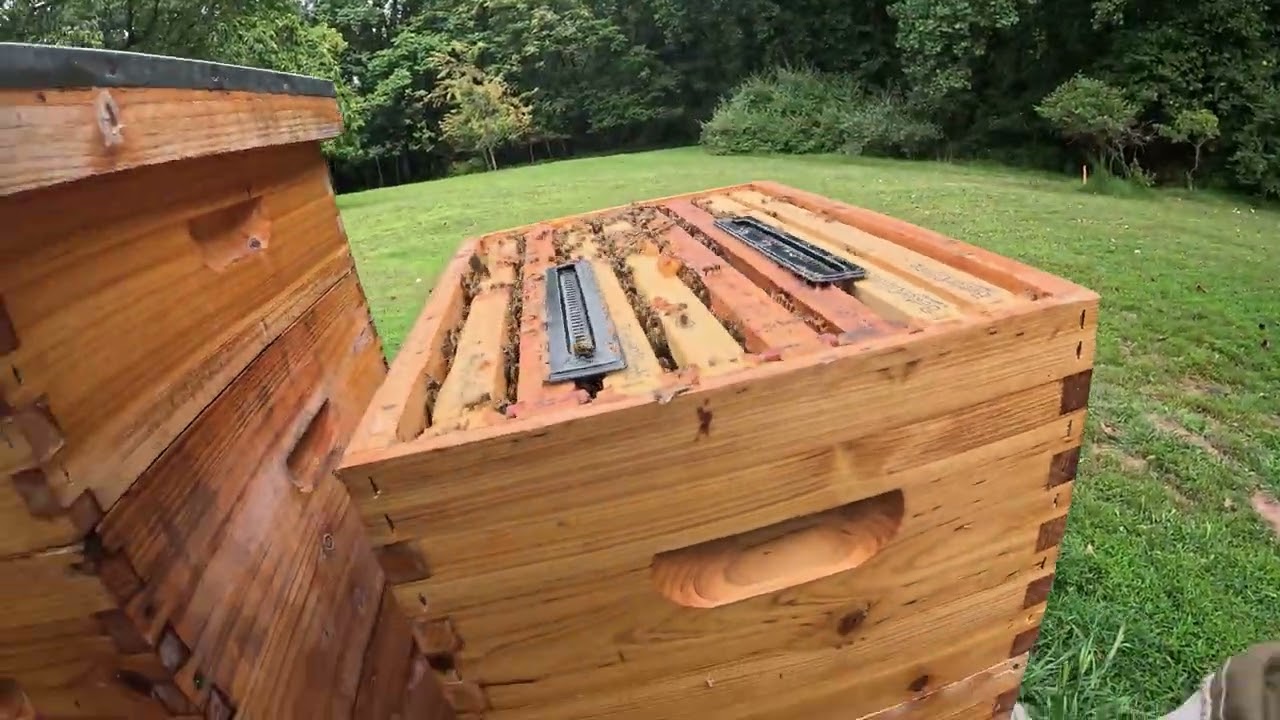 Season 3 - Backyard BeeKeeping Videos - 8/31/2025