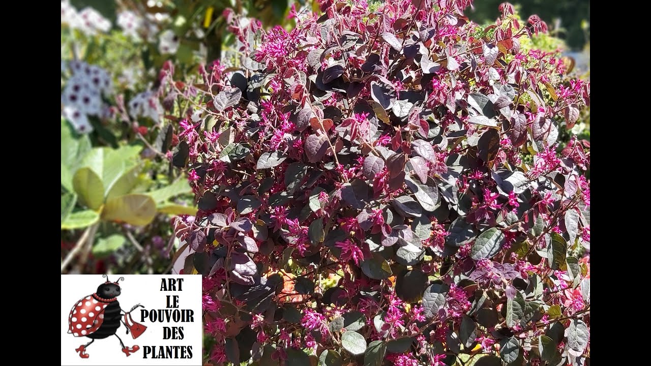 Jardinage : Taille et entretien du Loropetalum chinensis 🌿 Une vivace aux fleurs &eacute;tonnantes !