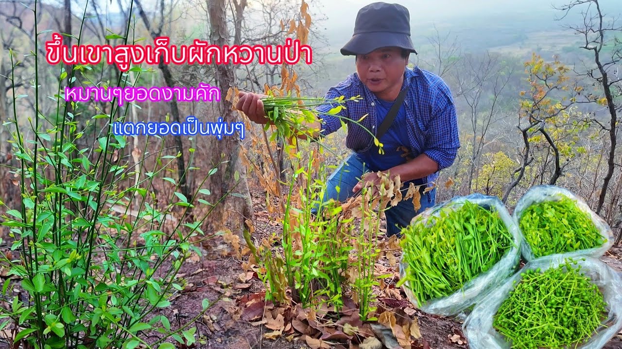 แตกยอดเป็นพุ่มงามๆ ขึ้นเขาสูงเก็บผักหวานป่าหมานยอดอ่อนกำลังงามๆและลูกผักหวานป่าเริ่มออก