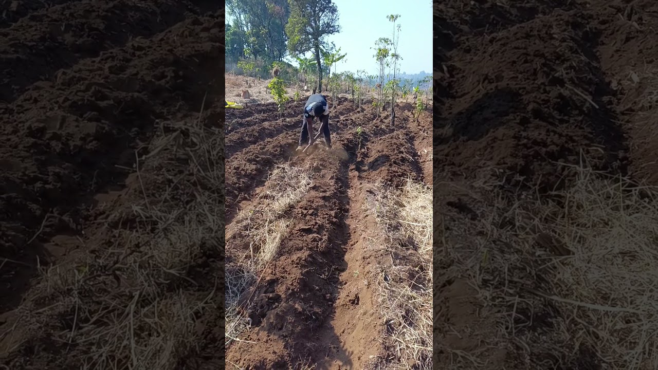 Unlocking the Secrets of Contour Ploughing: Sustainable Farming Techniques for a Greener Future.