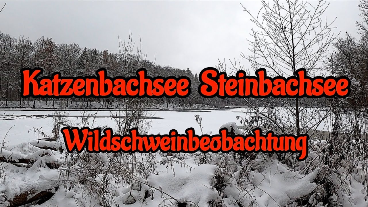 Winter am Katzenbachsee und Steinbachsee in Stuttgart - Winter at the lakes Katzenbach and Steinbach