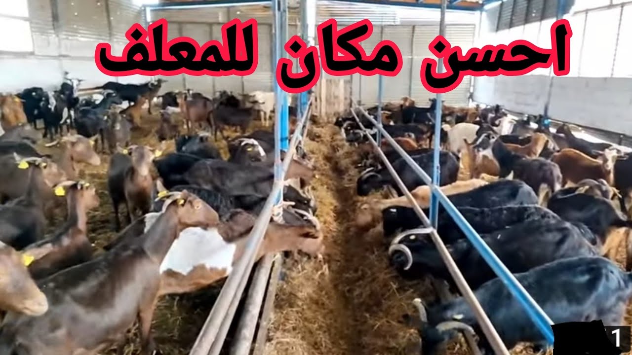 احسن مكان للمعلف لتقديم الاكل في الكوري والزريبة للماعز والغنم