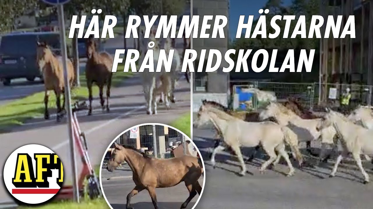 Hästar på rymmen i Enskede