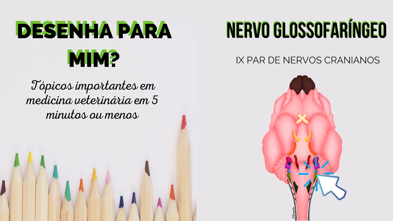Desenha para mim - Nervo glossofaríngeo